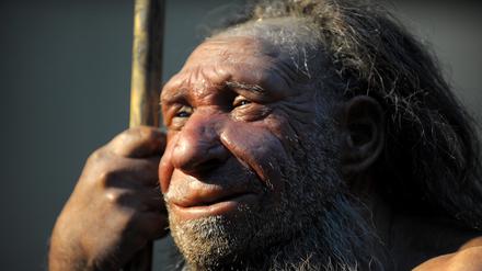 Die Nachbildung eines älteren Neandertalers, ein ausgestorbener Verwandter des modernen Menschen.