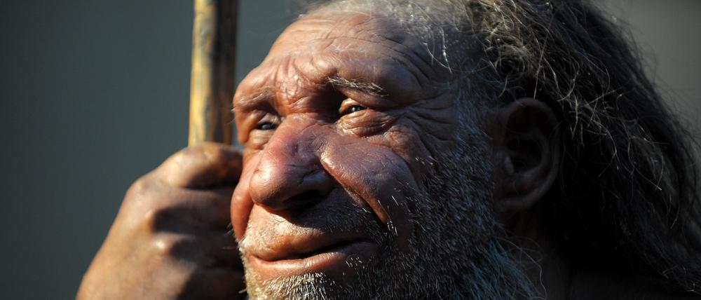 Die Nachbildung eines älteren Neandertalers, ein ausgestorbener Verwandter des modernen Menschen.