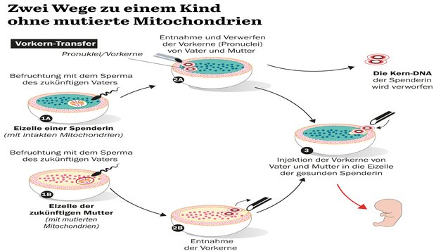 Behindertes Kind Nach Künstlicher Befruchtung www.tagesspiegel.de