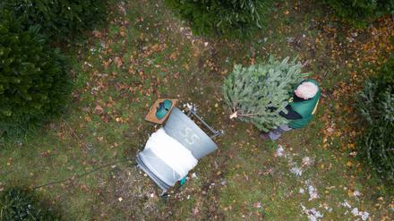 Verkauf von Weihnachtsbäumen in Berlin.