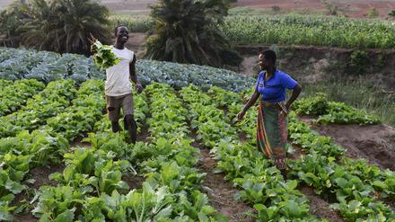 Einführung von Bewässerungssystemen.