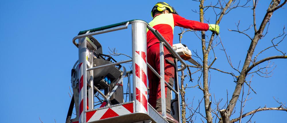 Ein Arbeiter beschneidet einen Baum. (Symbolfoto)