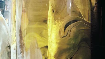 Der chinesische Schwertstör aus der Nass-Sammlung des Naturkundemuseums in Berlin wurde 1861 bei einem Fischhändler in Woosung erworben.