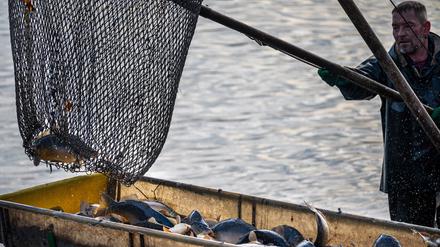 Im Oktober wird der Peitzer Karpfen an Land gezogen.