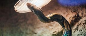 PRODUKTION - 30.11.2022, Berlin: Ein Königspython (Python regius)  schlängelt in seinem Terrarium im Tierheim Berlin zur Wärmelampe.  Hohe Kosten, begrenzter Platz: Das Tierheim Berlin muss wegen der großen Anfrage einige exotische Tiere ablehnen. (zu dpa: «Berliner Tierheim: Exotenhaus ist voll») Foto: Annette Riedl/dpa +++ dpa-Bildfunk +++