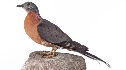 Ein Exemplar der Wandertaube aus der Sammlung des Naturkundemuseums Berlin.