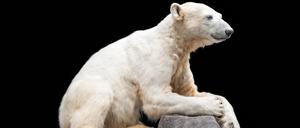 Die Dermoplastik des 2011 im Berliner Zoo verstorbenen Eisbären Knut aus dem Berliner Naturkundemuseum.