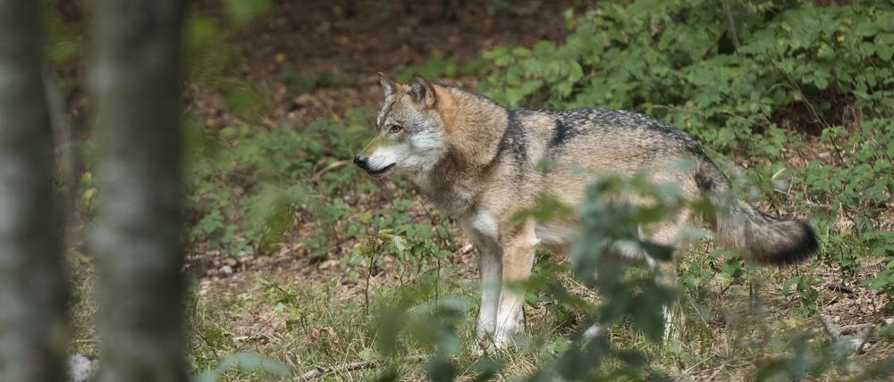 Die Chancen, Wölfe zu sehen, sind in Wildgehegen wie hier im Nationalpark Bayerischer Wald größer.