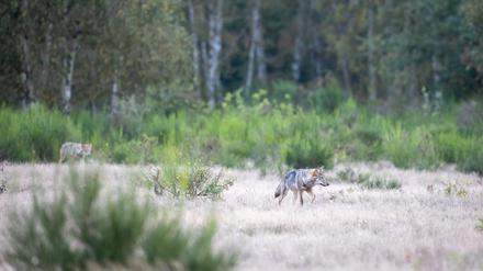 Nahe Potsdam: Zwei Wolfswelpen streifen in der Kernzone der Döberitzer Heide durch das Gras.