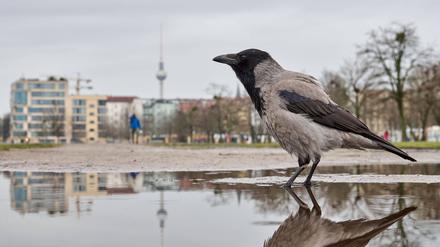 Im Winter haben viele Vögel Mühe, genügend Nahrung zu finden.