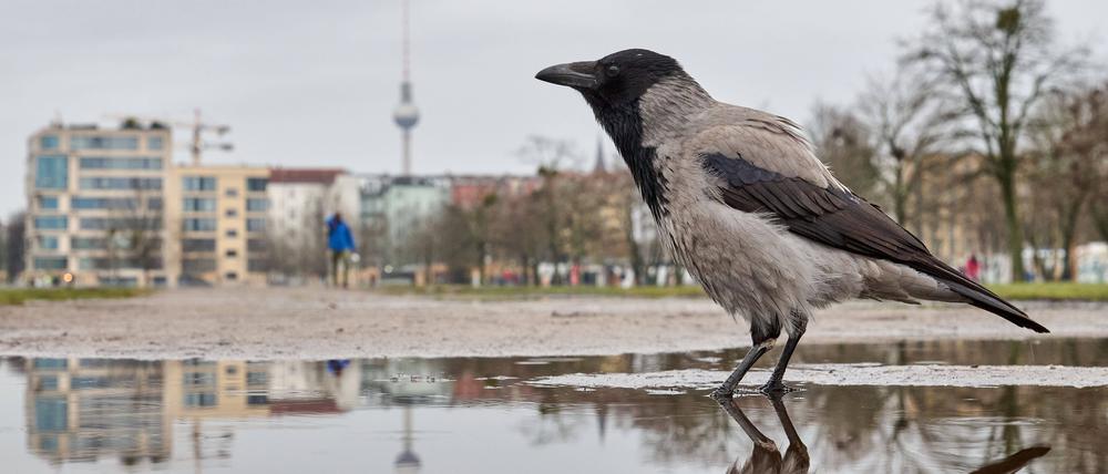 Im Winter haben viele Vögel Mühe, genügend Nahrung zu finden.