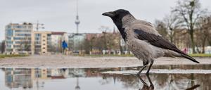 Im Winter haben viele Vögel Mühe, genügend Nahrung zu finden.