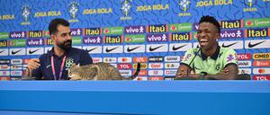 Die Katze während der Pressekonferenz auf dem Podium.