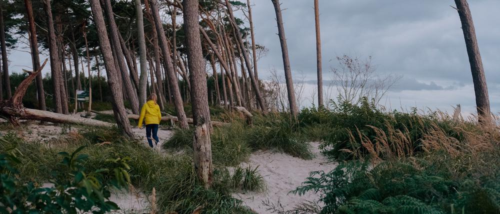 Wo Wald und Meer sich begegnen ist es besonders aufregend.