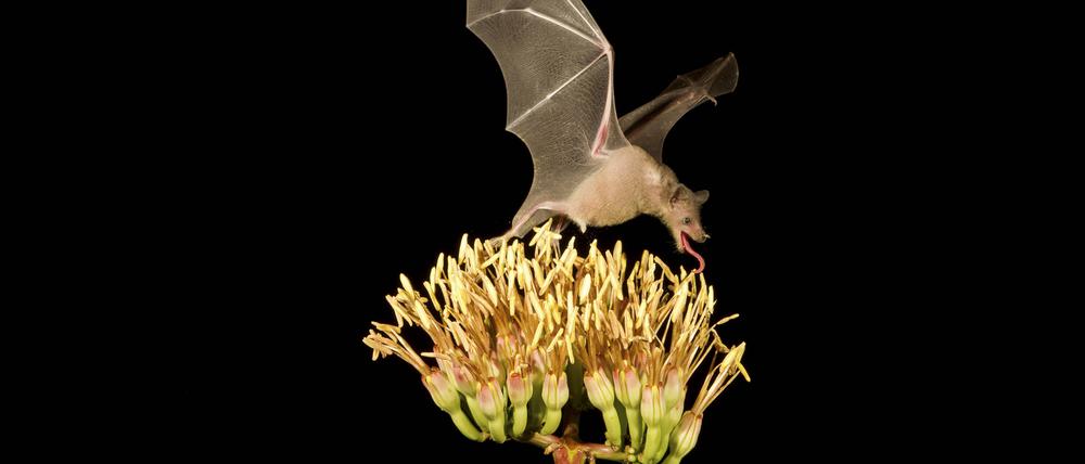 Eine Fledermaus rettet den Tequila.