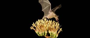 Eine Fledermaus rettet den Tequila.