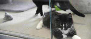 Im Tierheim warten Tiere auf neue Besitzer