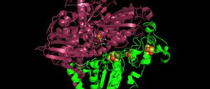 Simulation des Enzyms Hydrogenase.