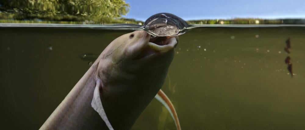 Ein Westafrikanischer Lungenfisch (Protopterus annectens). Vor über 400 Millionen Jahren hat ein Tier gelebt, ein gemeinsamer Vorfahre heutiger Lungenfische und Landwirbeltiere, der bereits Lautäußerungen von sich gab.