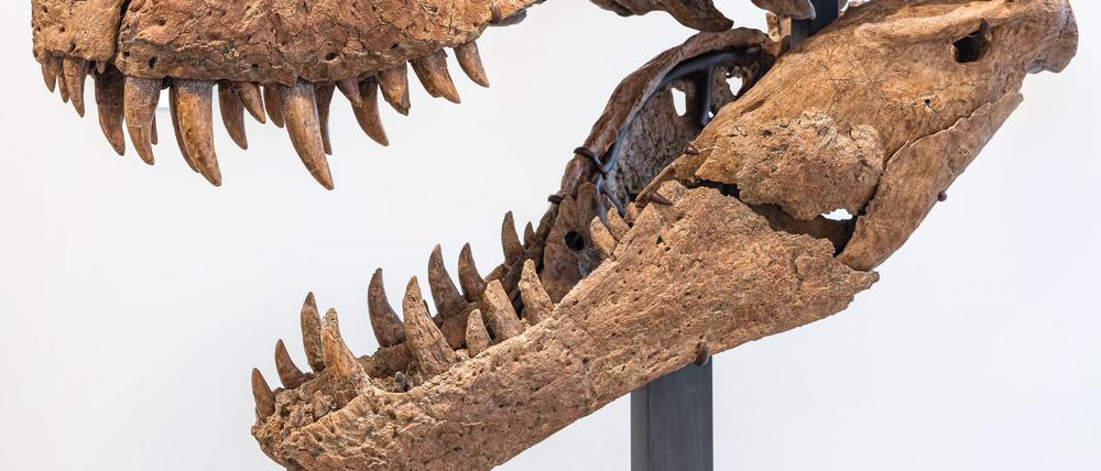 Der Schädel eines Tyrannosaurus rex ist für rund sechs Millionen Dollar (etwa 5,7 Millionen Euro) versteigert worden.