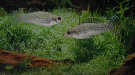 Amazonen unter sich: Zwei Exemplare des Amazonen-Kärpflings (Poecilia formosa).