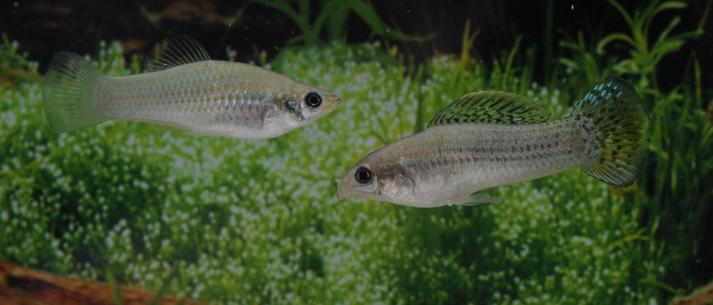 Amazonen unter sich: Zwei Exemplare des Amazonen-Kärpflings (Poecilia formosa).