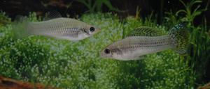 Amazonen unter sich: Zwei Exemplare des Amazonen-Kärpflings (Poecilia formosa).
