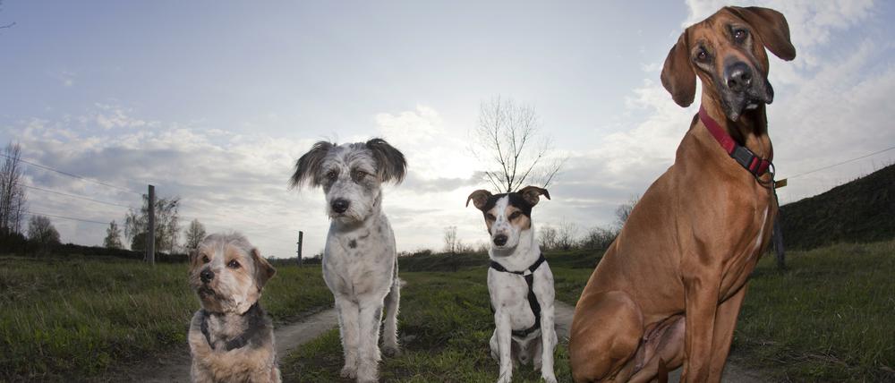 Egal wie groß: Alle Hunde müssen angemeldet werden.