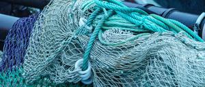 Aale sollen streng geschützt werden.