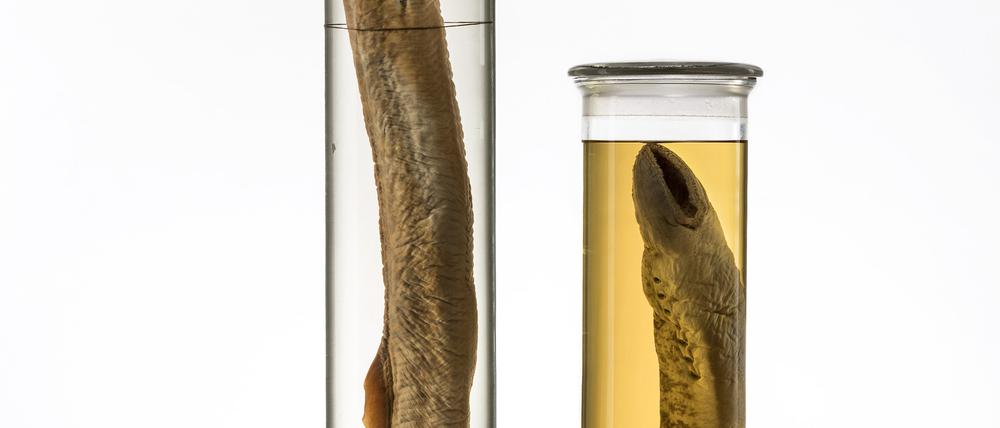 Zwei Exemplare des Meerneunauges aus der Nass-Sammlung des Museums für Naturkunde Berlin. Sie stammen aus Spree und Havel (19. Jahrhundert).