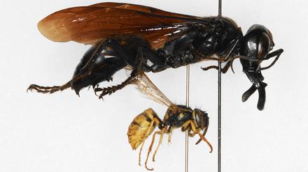 Größenvergleich der „Monsterwespe“ aus der Sammlung des MfN mit einer in Europa heimischen Wespenart.