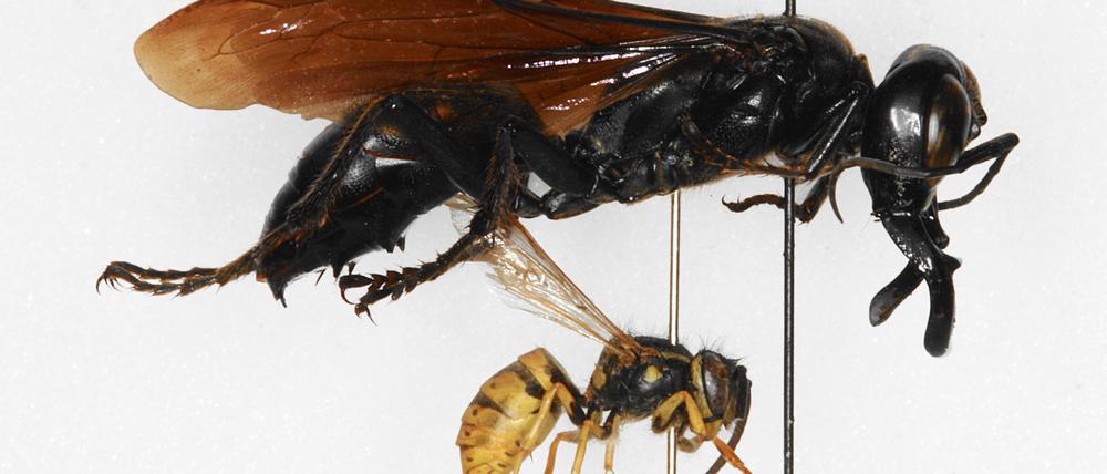 Größenvergleich der „Monsterwespe“ aus der Sammlung des MfN mit einer in Europa heimischen Wespenart.