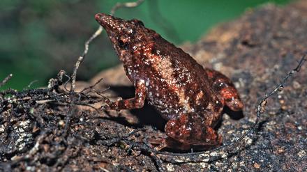 Nur so groß wie ein Daumennagel: der von einem Wissenschaftler des Naturkundemuseums 1998 im Regenwald Neuguineas entdeckte Nasenfrosch.