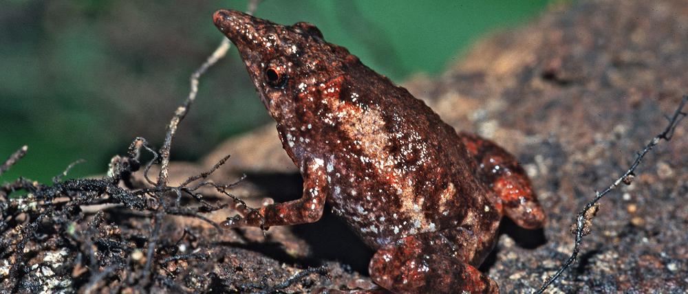 Nur so groß wie ein Daumennagel: der von einem Wissenschaftler des Naturkundemuseums 1998 im Regenwald Neuguineas entdeckte Nasenfrosch.