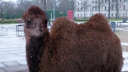 Das Kamel soll auf den Namen Fritz getauft werden.
