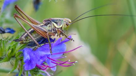 Eine Beißschrecke aus der Familie der Laubheuschrecken sitzt auf einer Blüte im Oderbruch.