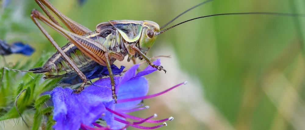 Eine Beißschrecke aus der Familie der Laubheuschrecken sitzt auf einer Blüte im Oderbruch.