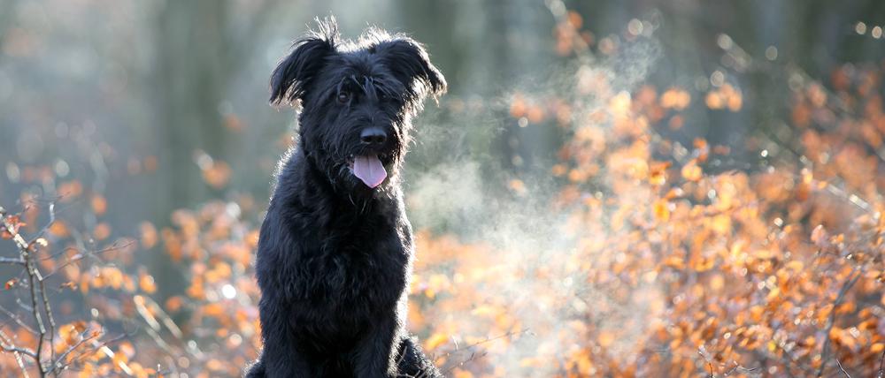 Ein entlaufener Vierbeiner ist der Albtraum für Hundebesitzer, denn allein die Gefahren im Straßenverkehr sind groß.