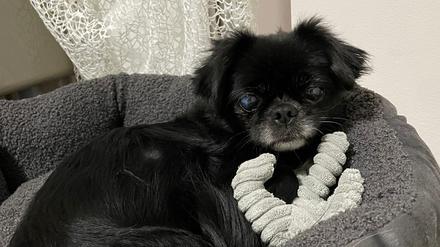 Pekinesendame Suzi wurde im April 2015 in Wien gestohlen und galt als verschollen.