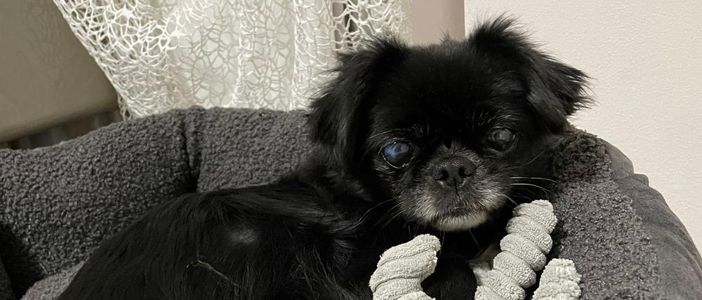 Pekinesendame Suzi wurde im April 2015 in Wien gestohlen und galt als verschollen.