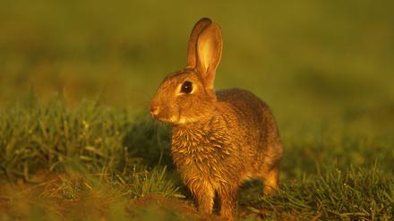 GBR, 2000: Wildkaninchen (Oryctolagus cuniculus), wachsam. [en] Rabbit (Oryctolagus cuniculus), alert. | GBR, 2000: Rabbit (Oryctolagus cuniculus), alert.