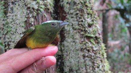 Der Weißbürzelpipra (Lepidothrix nattereri) entwickelt sich seit etwa 750.000 Jahren getrennt vom Opalscheitelpipra (Lepidothrix iris).