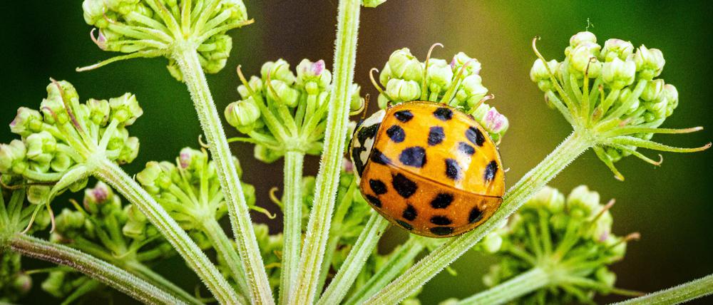 Ein Asiatischer Marienkäfer (Harmonia axyridis) krabbelt im Naturschutzgebiet Ferbitzer Bruch nahe dem Dorf Kartzow auf den Stengeln des Wald-Engelwurz.