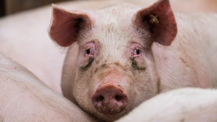 Ein Mastschwein steht in Bodenheim in seinem Stall.