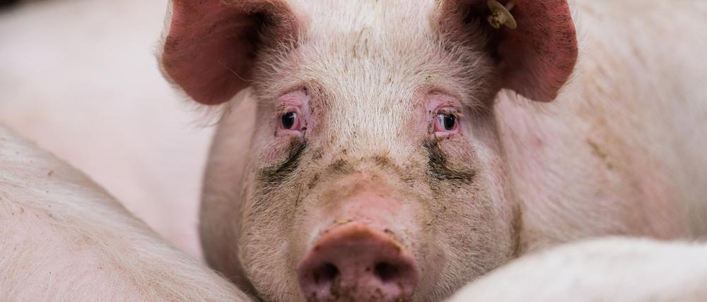 Ein Mastschwein steht in Bodenheim in seinem Stall.