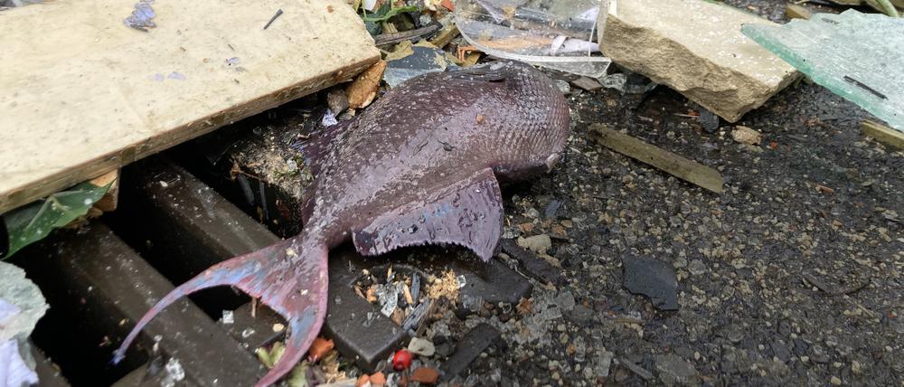 16.12.2022, Berlin: Ein toter Fisch liegt neben einem Gulli vor dem Hotel Radisson Blue, in dem das riesige Aquarium, der Aquadome des Sea Life, geplatzt ist. Foto: Alexander Rothe/dpa +++ dpa-Bildfunk +++