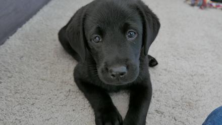 Ein Labrador-Welpe liegt auf einem Teppich.