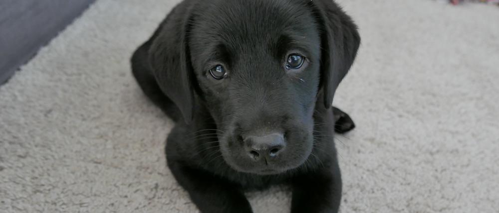 Ein Labrador-Welpe liegt auf einem Teppich.