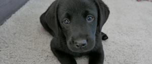Ein Labrador-Welpe liegt auf einem Teppich.
