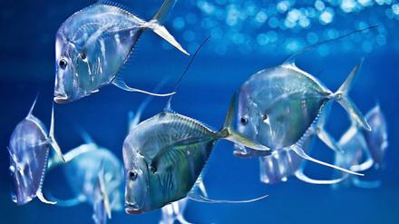 Bodenguckerfische blicken in einem Aquarium auf den Boden.